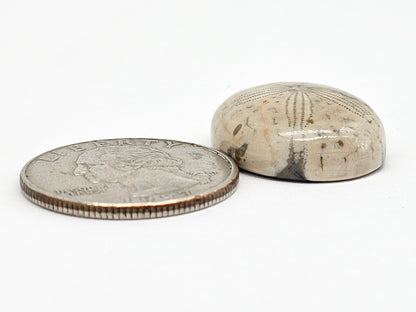 Sand Dollar Fossil - Large