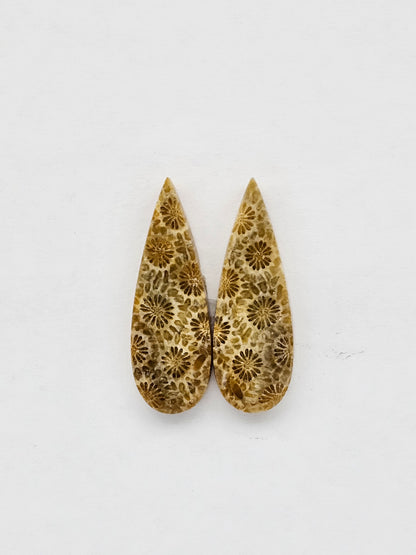 Fossilized Coral pair