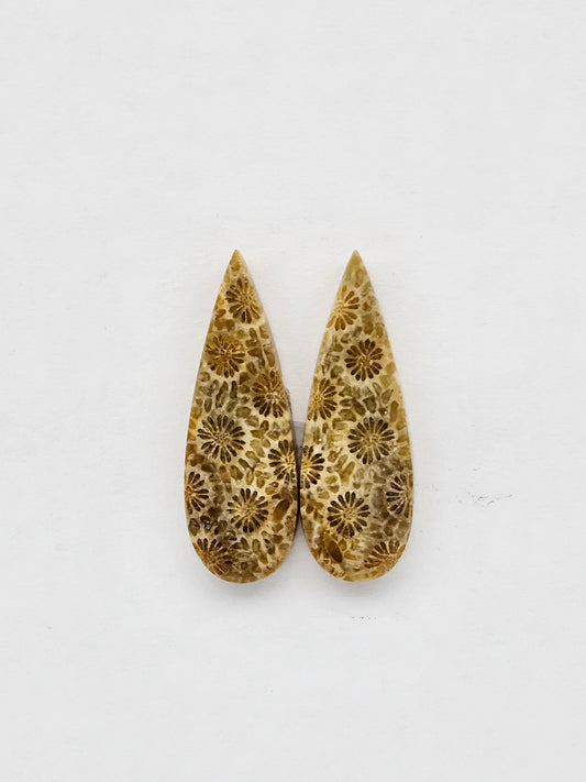 Fossilized Coral pair