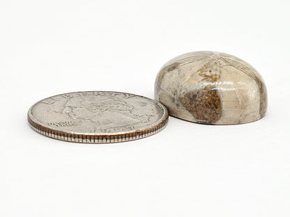 Sand Dollar Fossil - Large