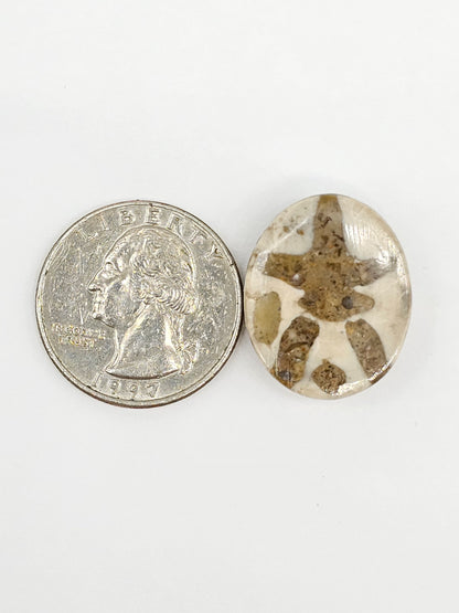 Sand Dollar Fossil - Large