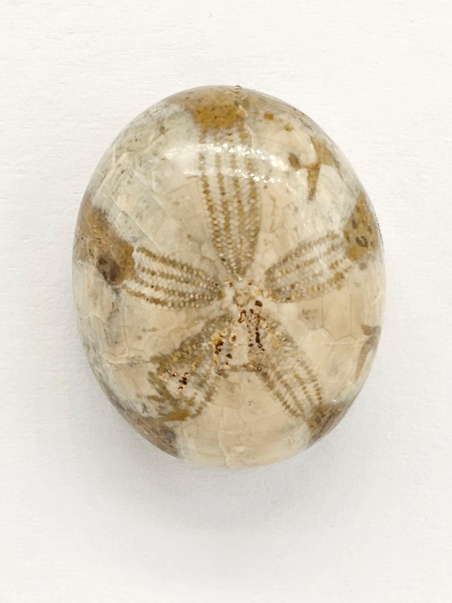 Sand Dollar Fossil - Large