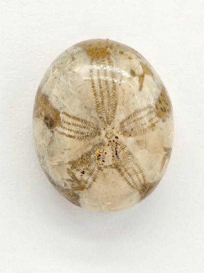 Sand Dollar Fossil - Large