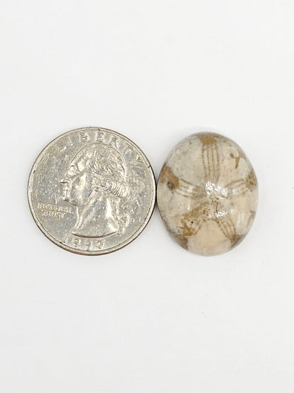Sand Dollar Fossil - Large