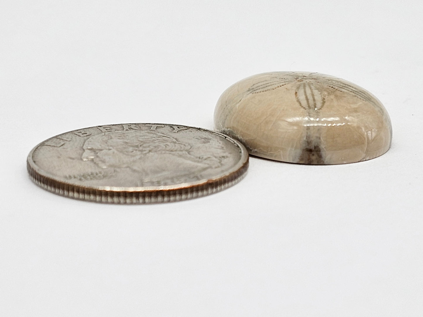 Sand Dollar Fossil - Large