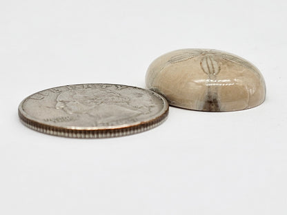 Sand Dollar Fossil - Large