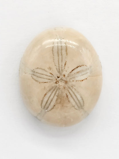Sand Dollar Fossil - Large
