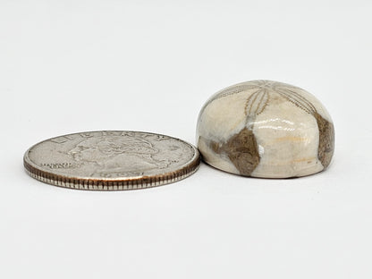 Sand Dollar Fossil - Large