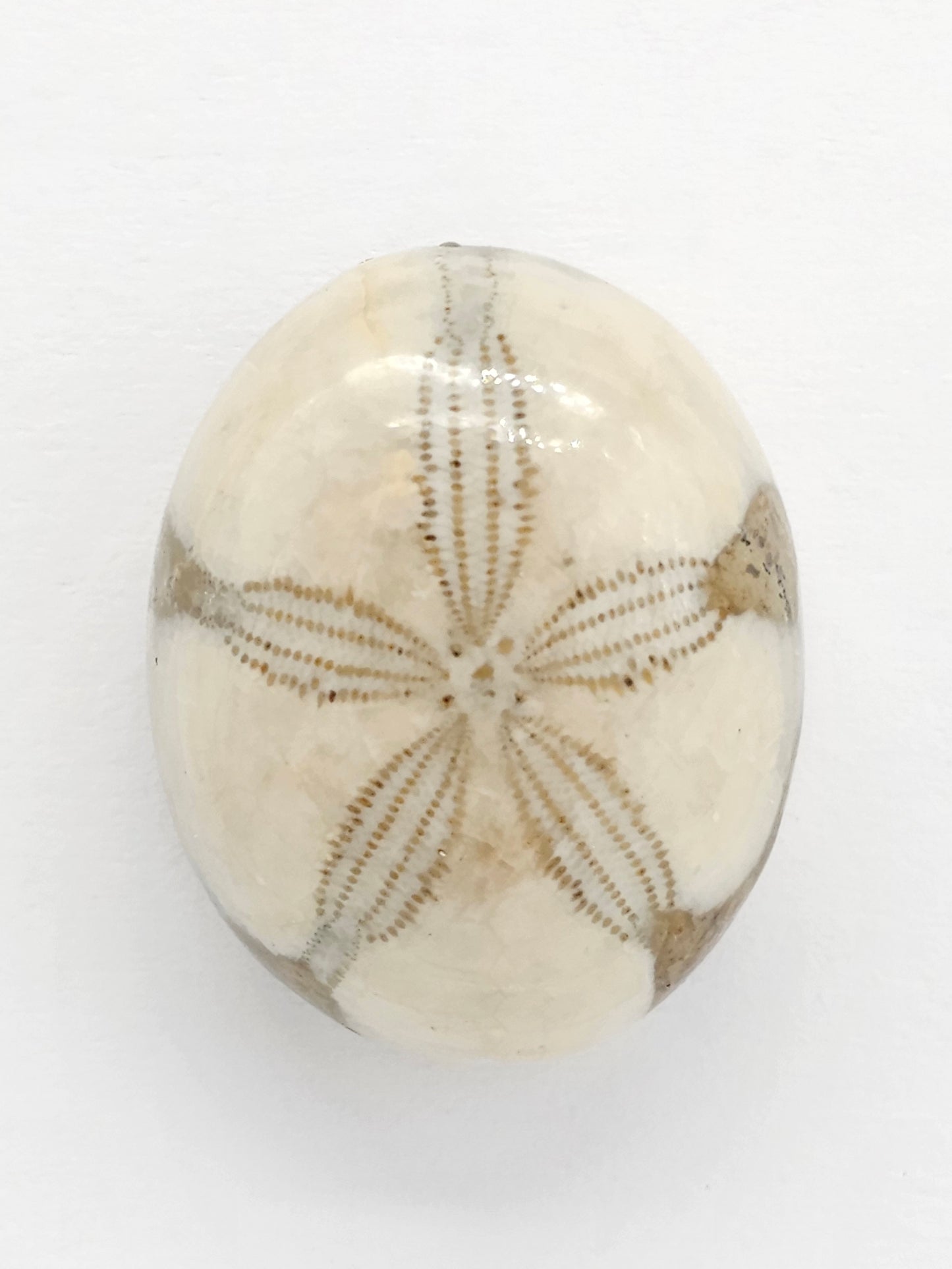 Sand Dollar Fossil - Large