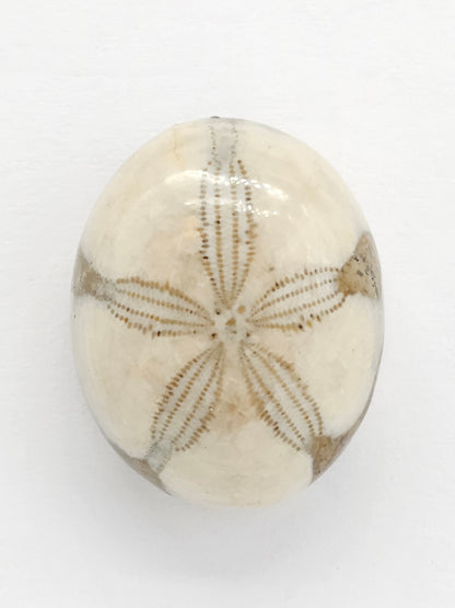 Sand Dollar Fossil - Large