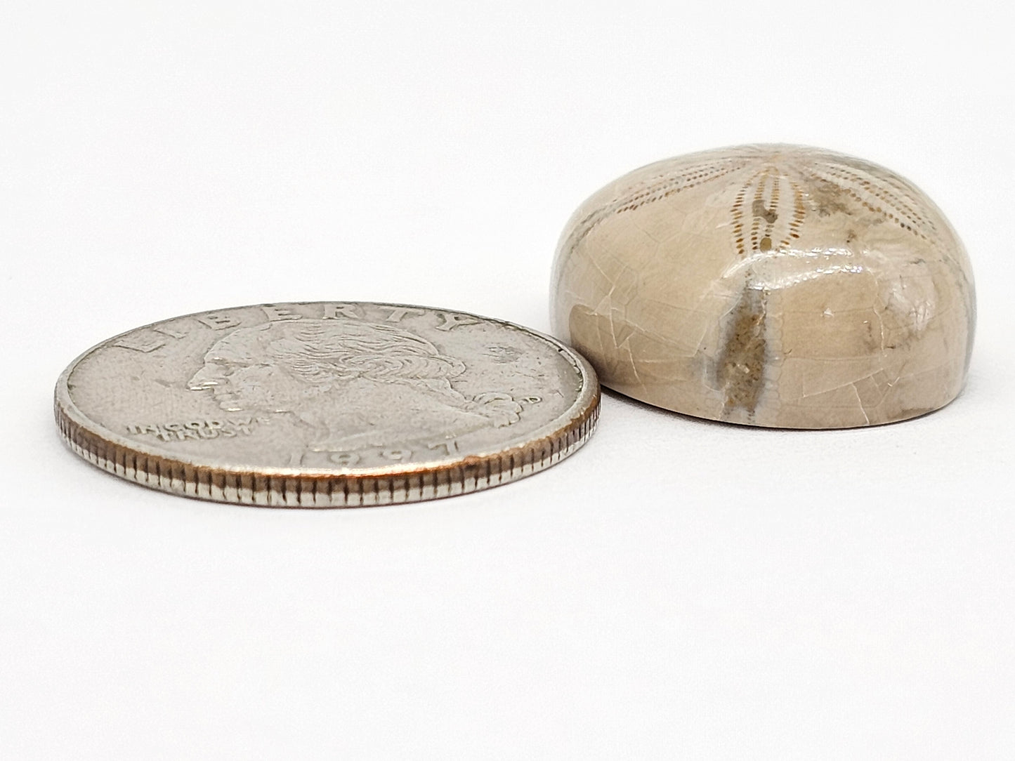 Sand Dollar Fossil - Large