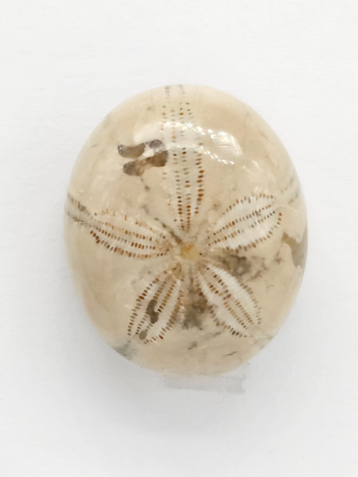 Sand Dollar Fossil - Large