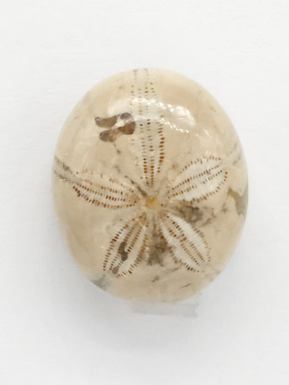Sand Dollar Fossil - Large