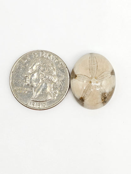 Sand Dollar Fossil - Large