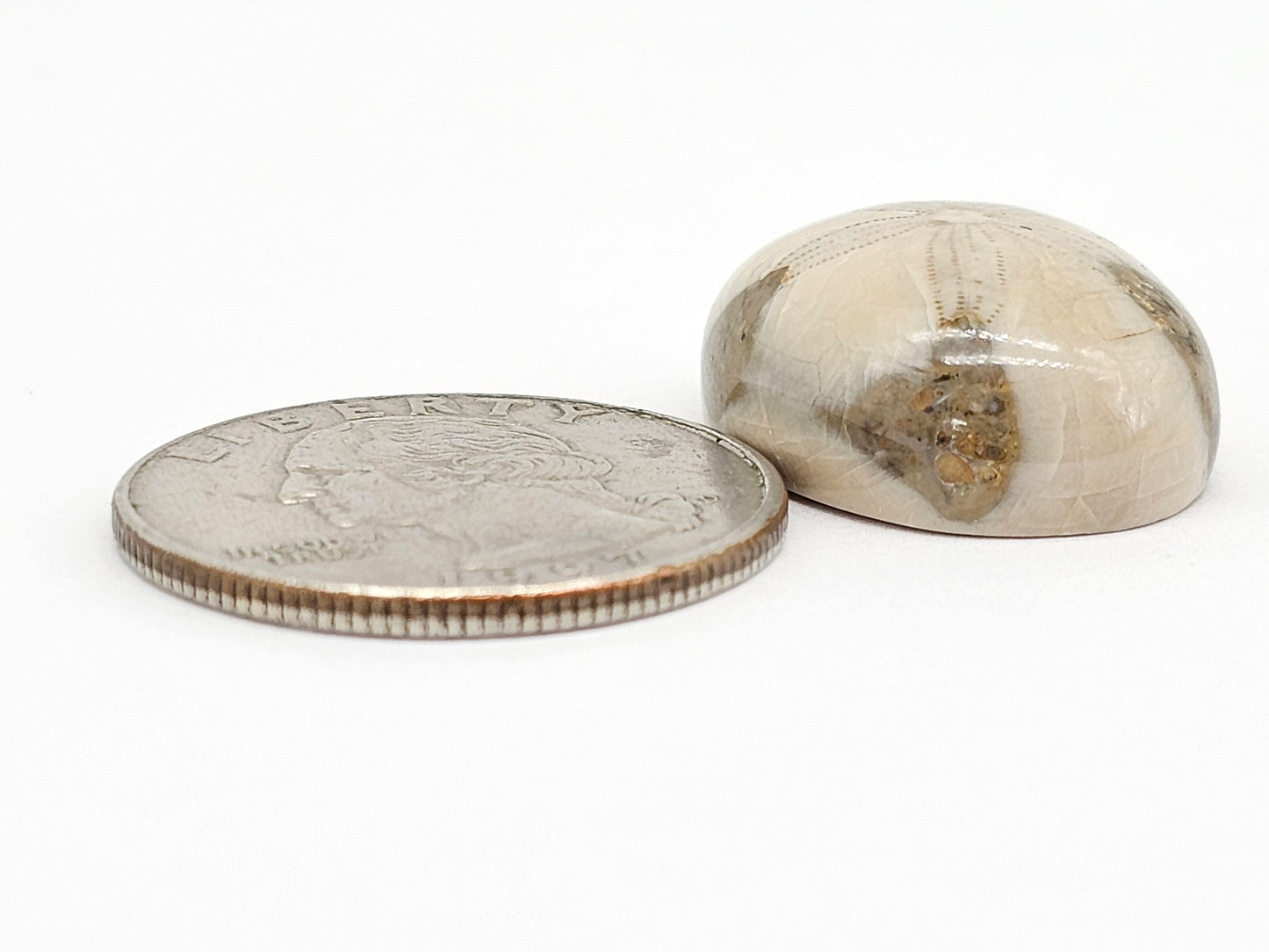 Sand Dollar Fossil - Large