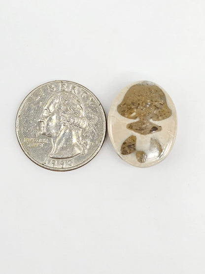 Sand Dollar Fossil - Large