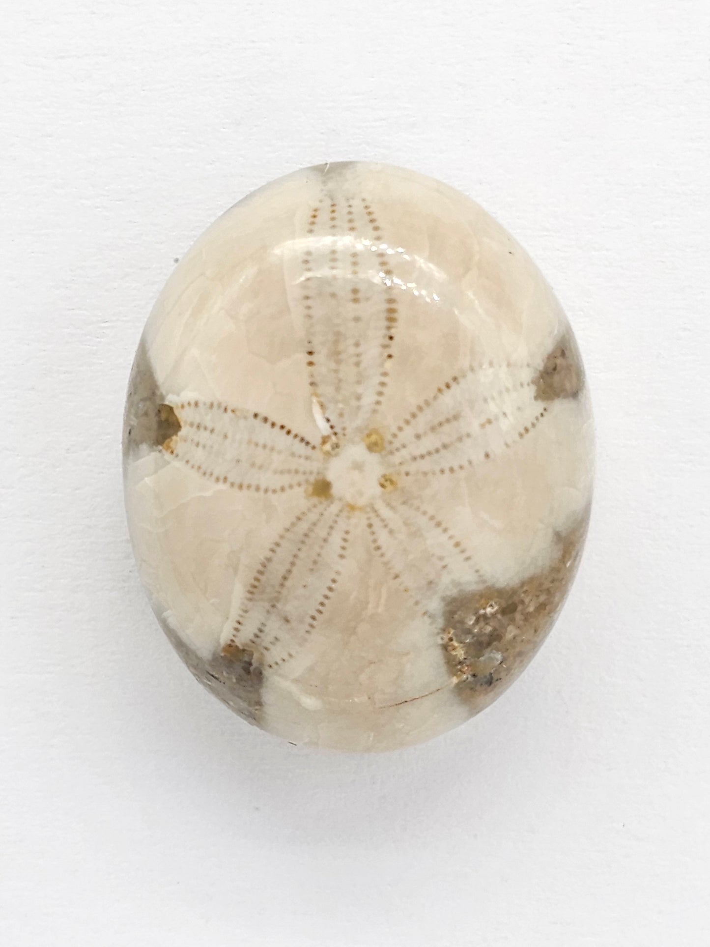 Sand Dollar Fossil - Large
