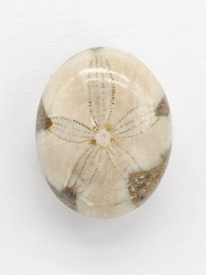 Sand Dollar Fossil - Large