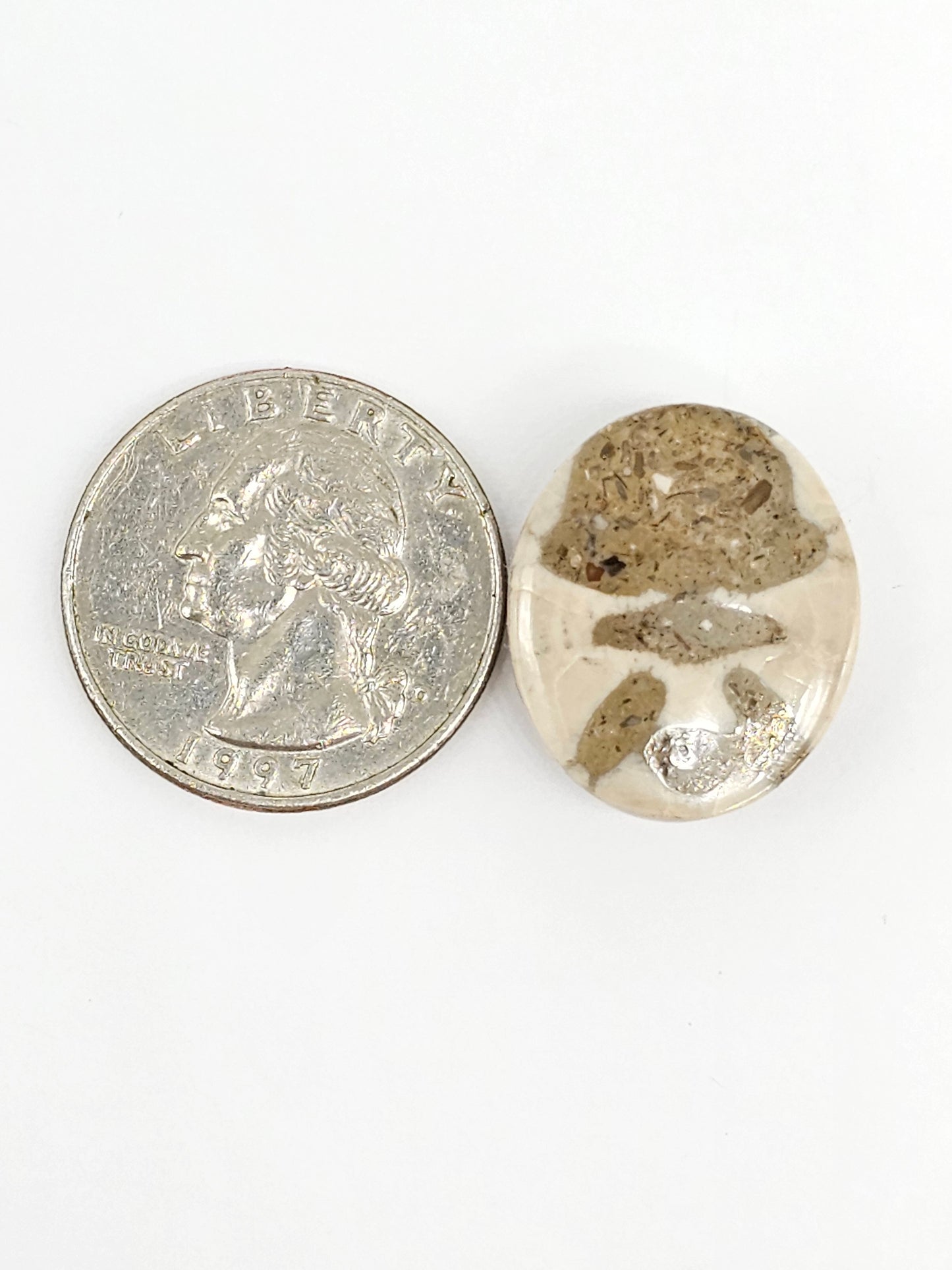 Sand Dollar Fossil - Large