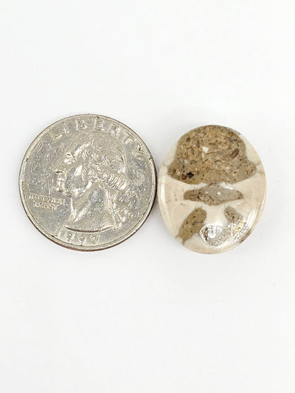 Sand Dollar Fossil - Large
