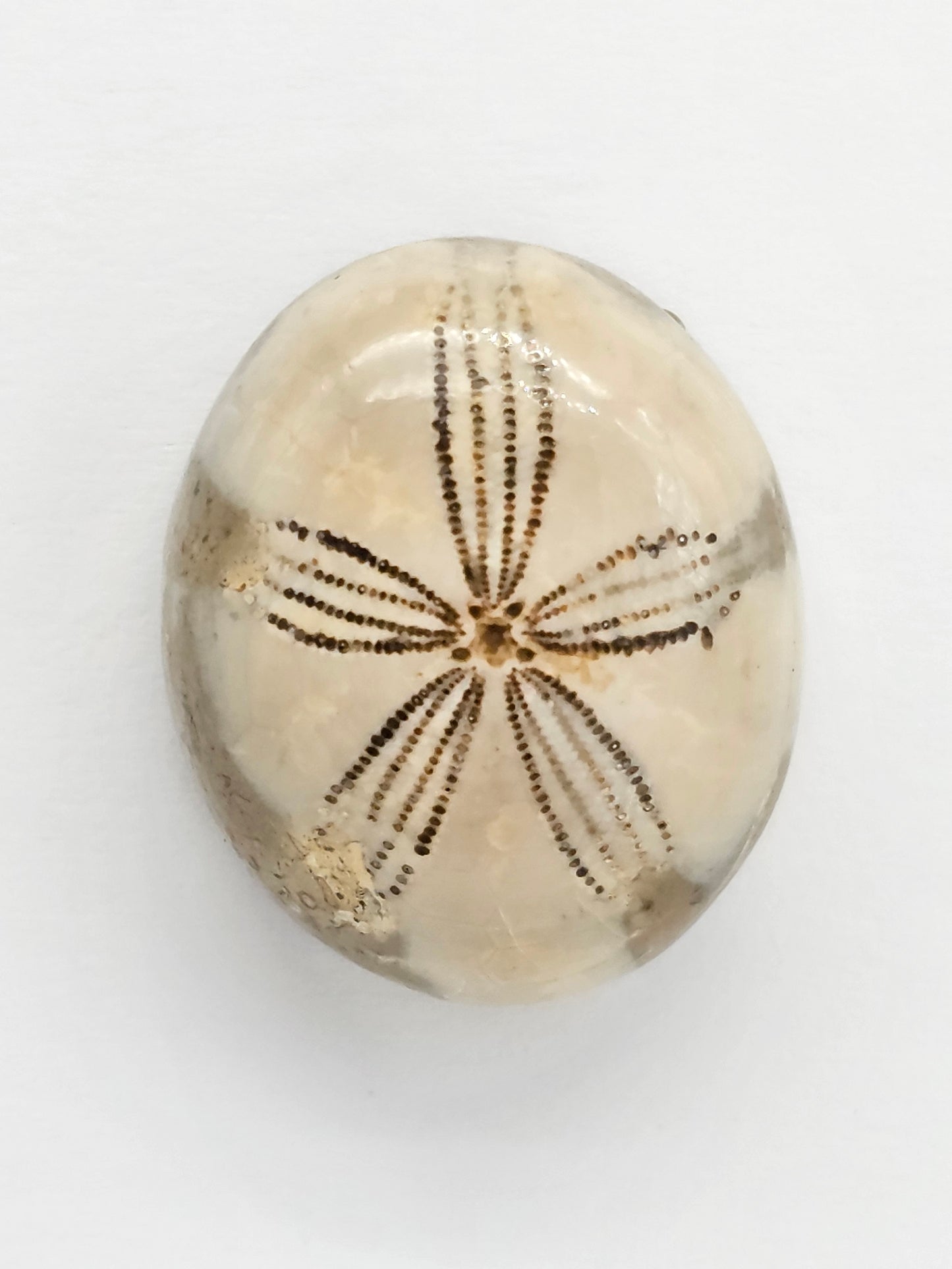 Sand Dollar Fossil - Large