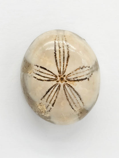 Sand Dollar Fossil - Large