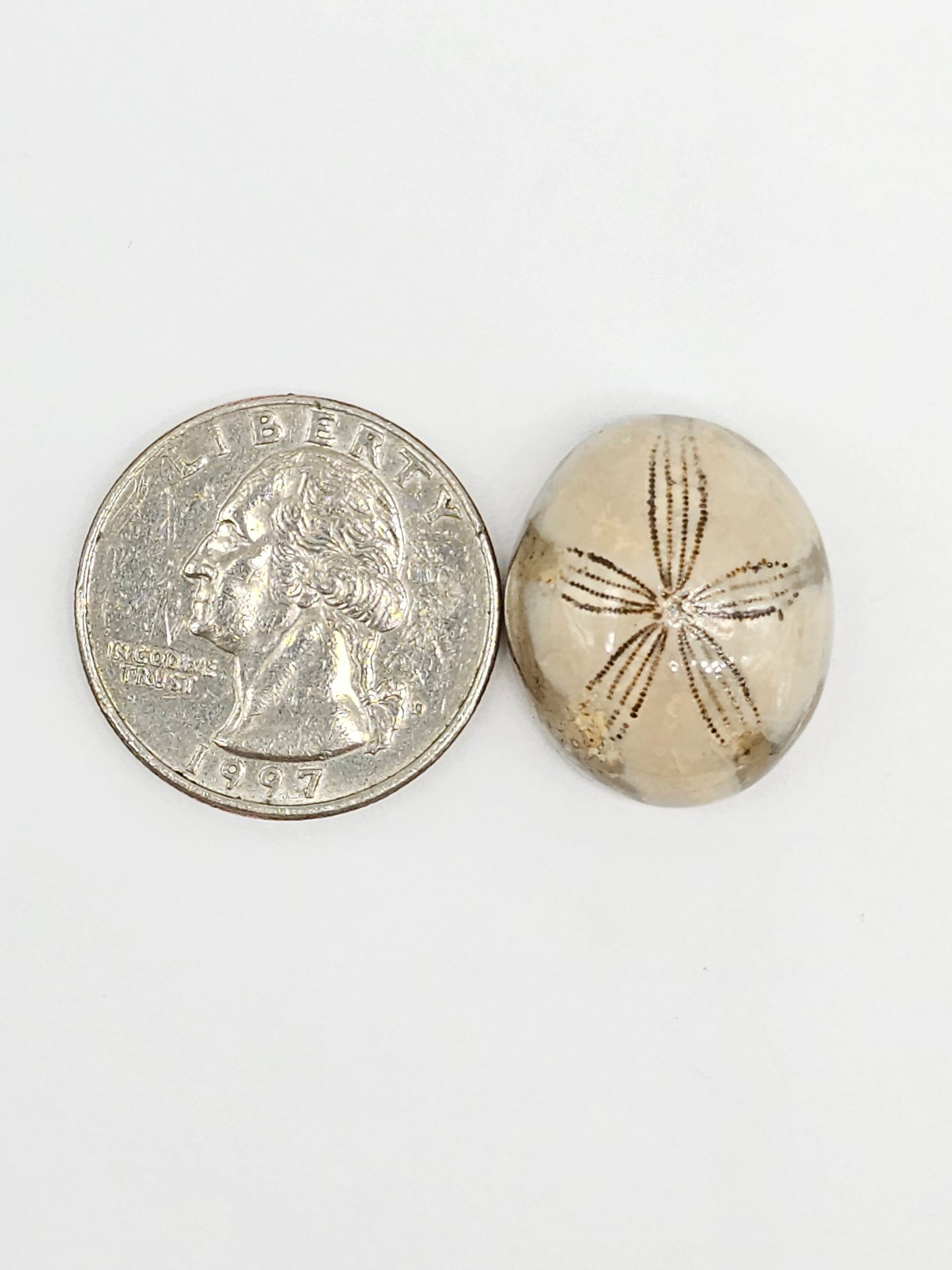 Sand Dollar Fossil - Large