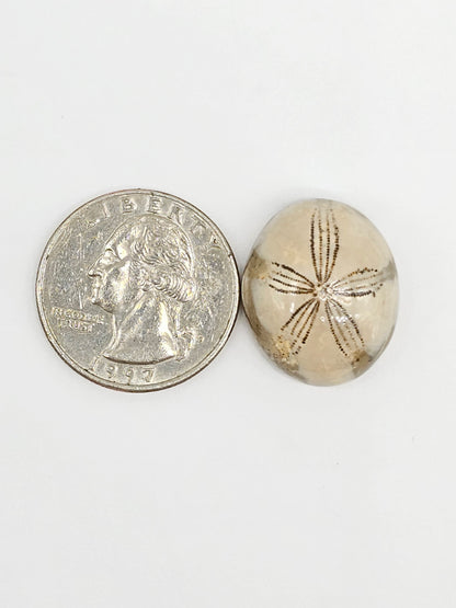 Sand Dollar Fossil - Large
