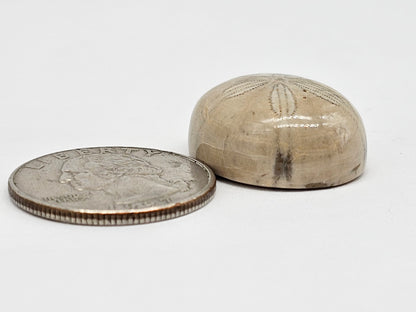 Sand Dollar Fossil - Large