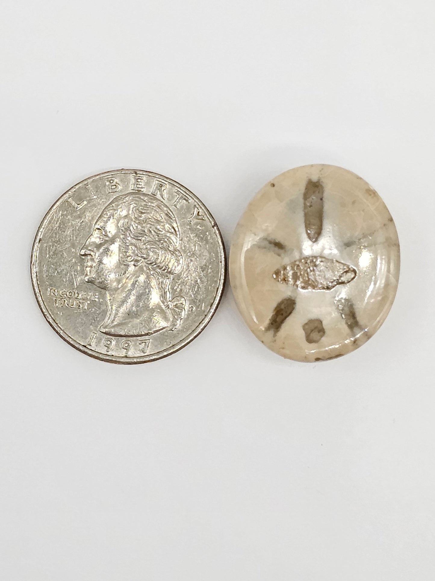 Sand Dollar Fossil - Large