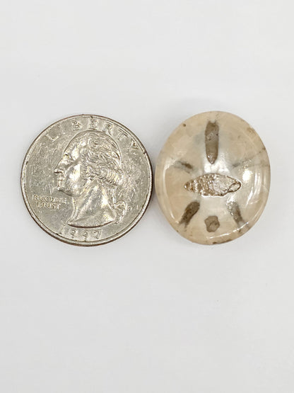 Sand Dollar Fossil - Large