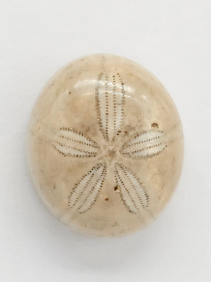 Sand Dollar Fossil - Large