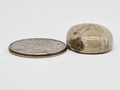Sand Dollar Fossil - Large