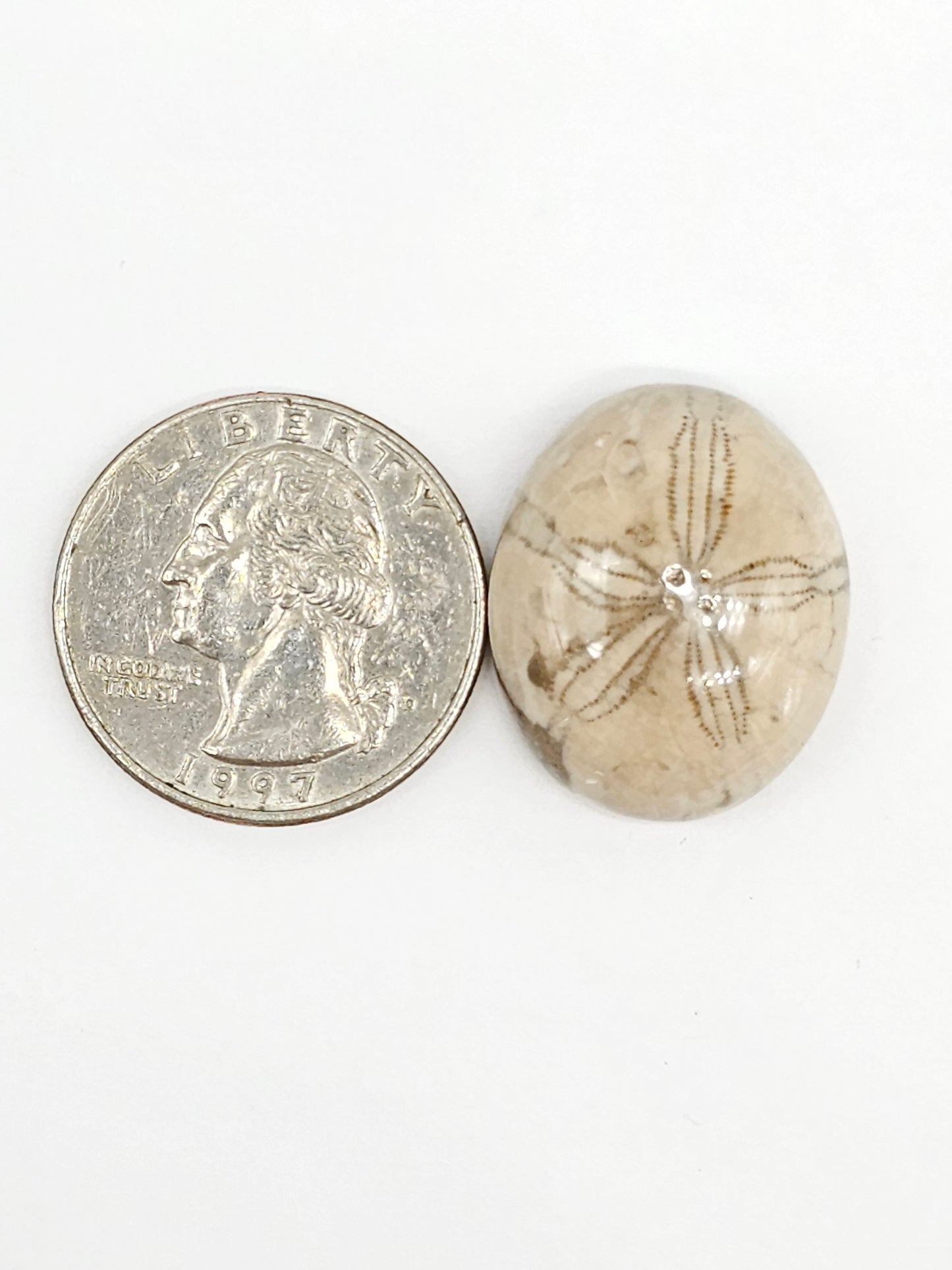 Sand Dollar Fossil - Large