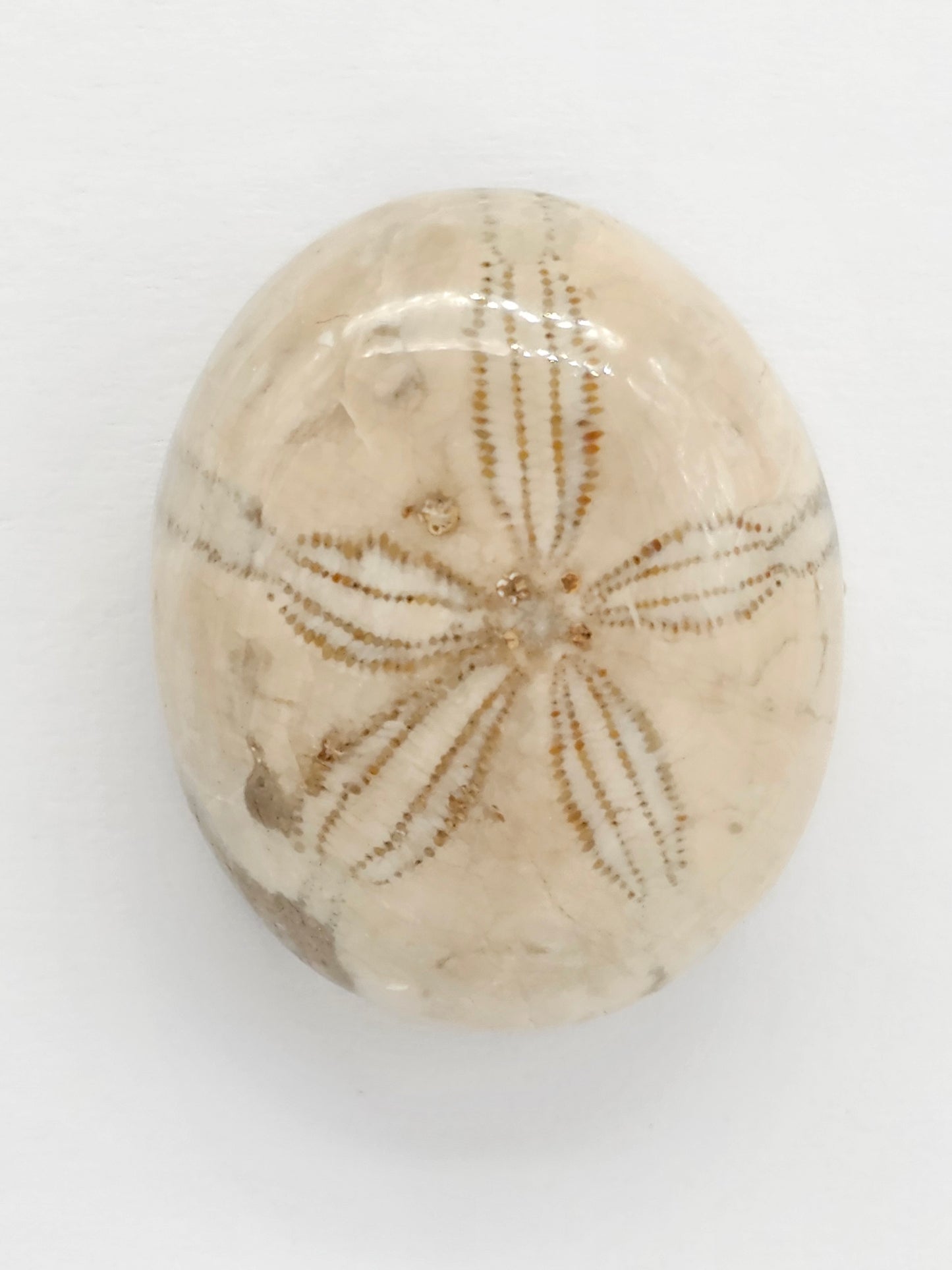 Sand Dollar Fossil - Large