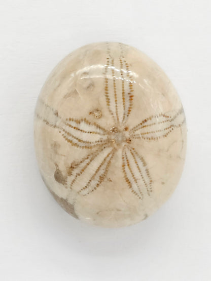 Sand Dollar Fossil - Large