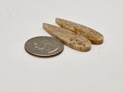 Fossilized Coral pair