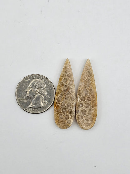 Fossilized Coral pair