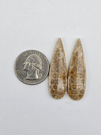 Fossilized Coral pair