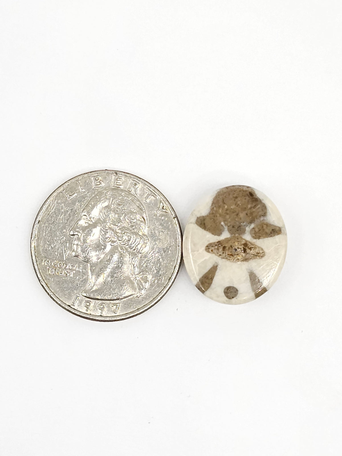 Sand Dollar Fossil - Medium