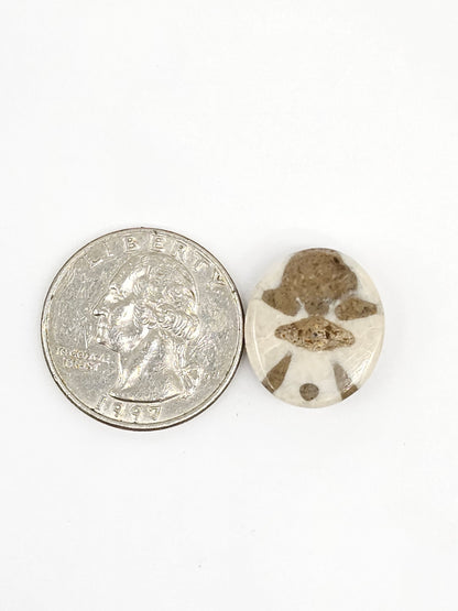 Sand Dollar Fossil - Medium