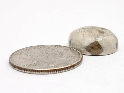Sand Dollar Fossil - Medium