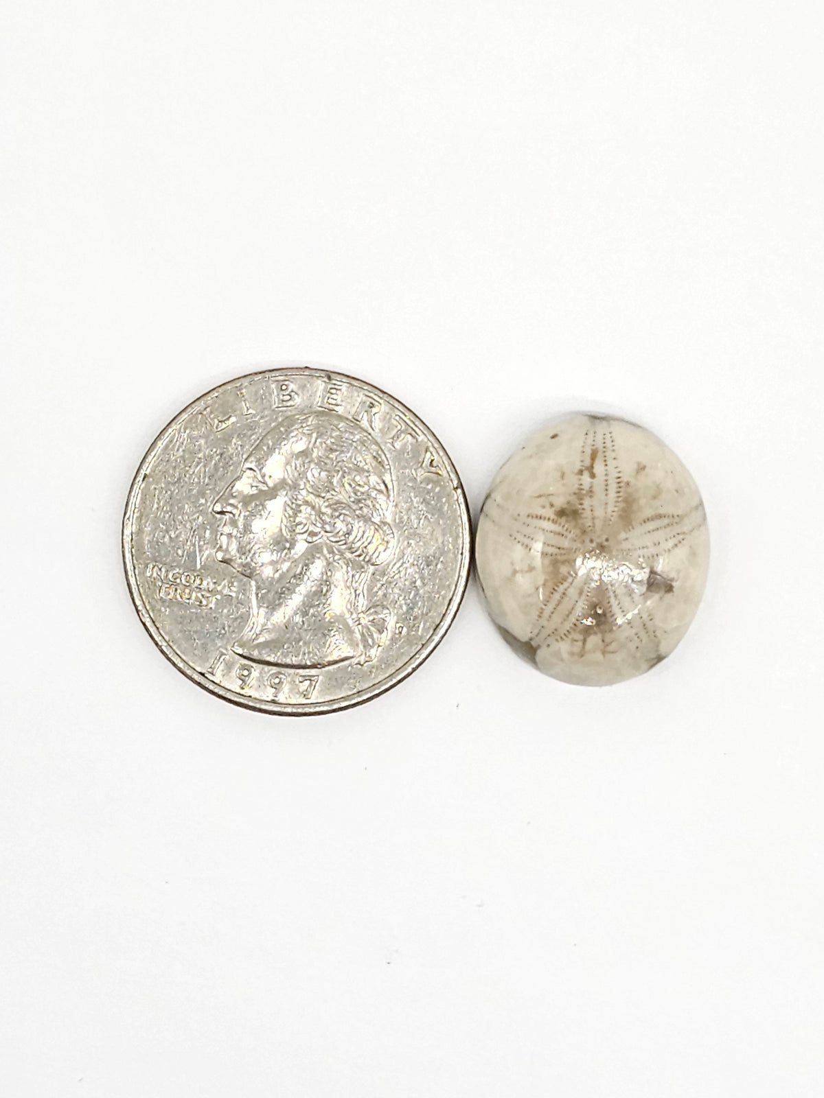 Sand Dollar Fossil - Medium