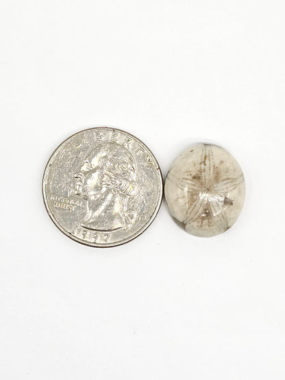 Sand Dollar Fossil - Medium