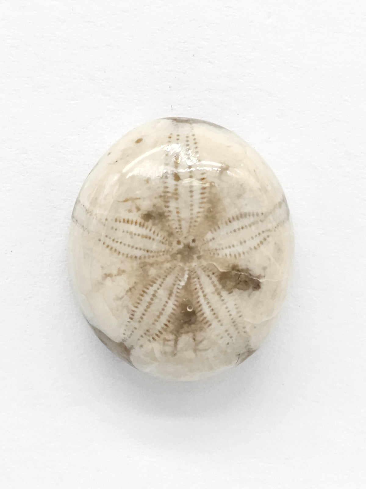 Sand Dollar Fossil - Medium