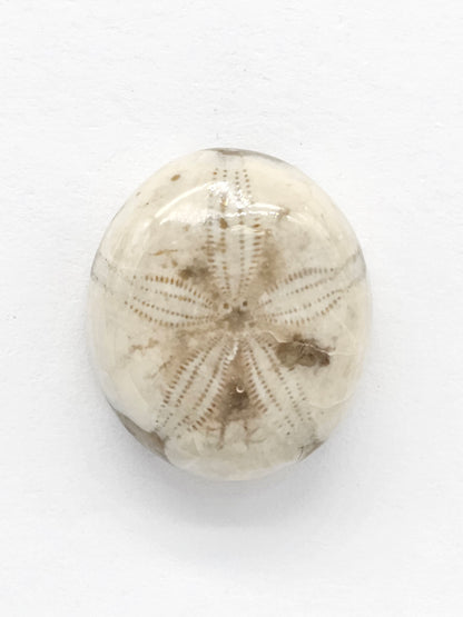 Sand Dollar Fossil - Medium
