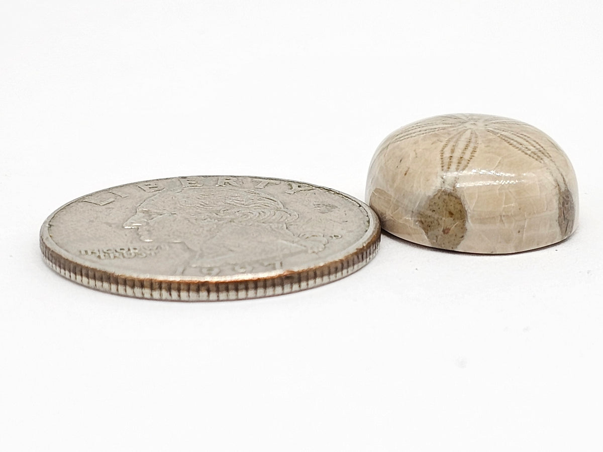 Sand Dollar Fossil - Medium