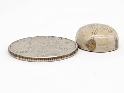 Sand Dollar Fossil - Medium