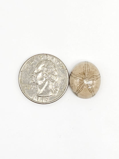 Sand Dollar Fossil - Medium