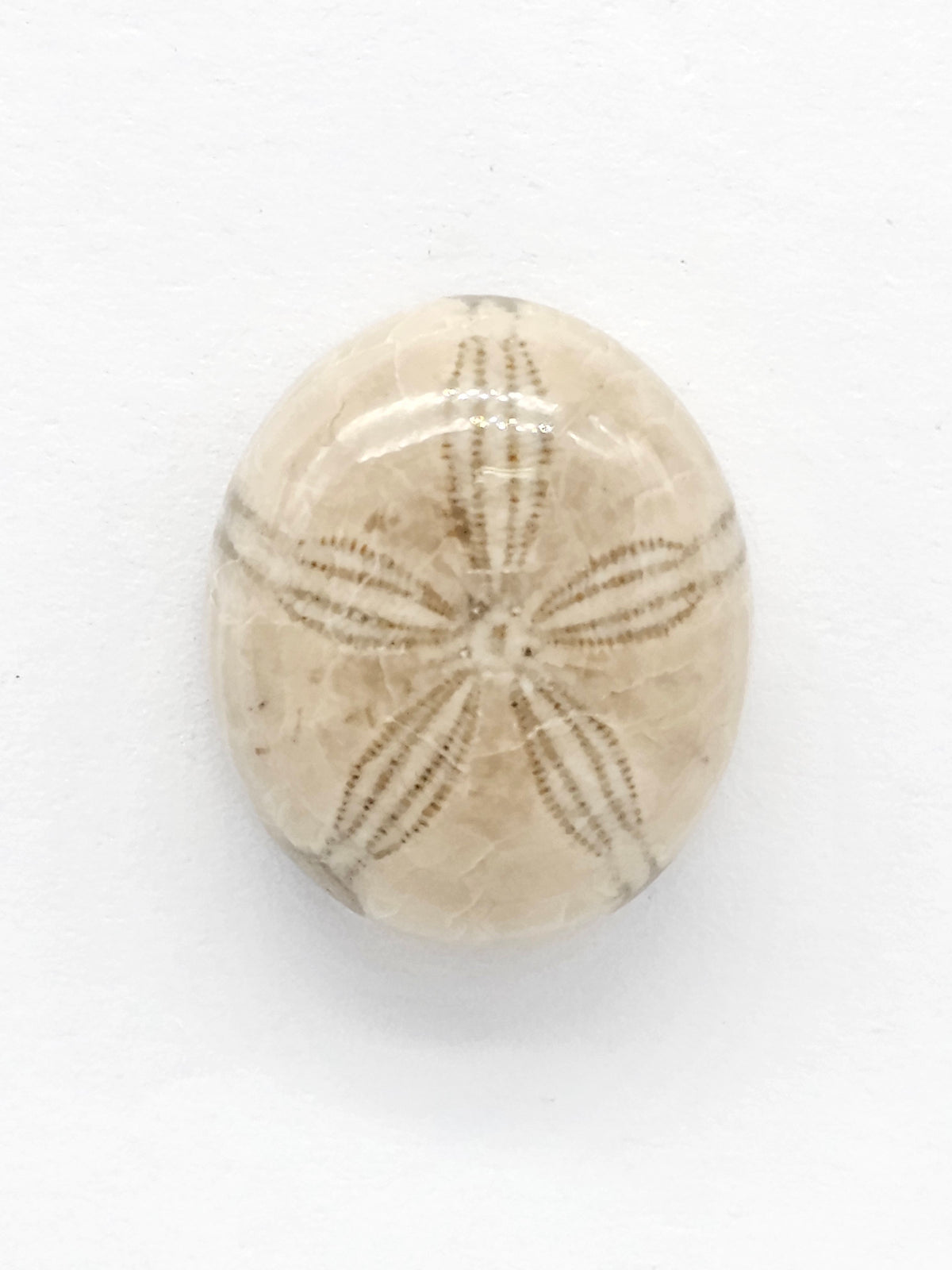 Sand Dollar Fossil - Medium